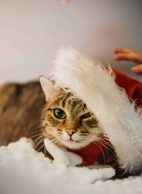 Noel Baba şapkalı şirin kedi ve beyaz duvarda Noel Baba eşarbı. Dikey fotoğraf. Yüksek kalite fotoğraf