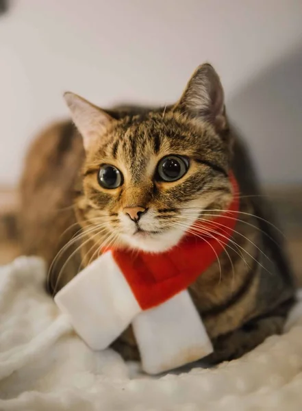 Noel ağacının yanındaki kırmızı Noel Baba eşarbında Noel kedisi. Dikey fotoğraf. Yüksek kalite fotoğraf.