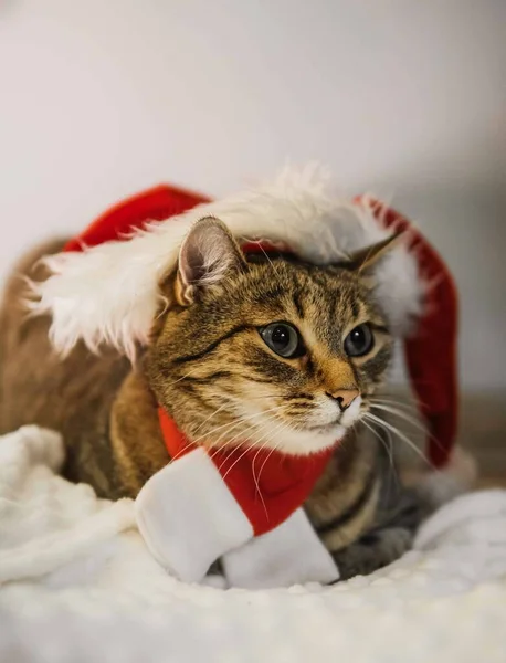 Leuke Kat Kerstman Hoed Santas Sjaal Tegen Witte Muur Verticale — Stockfoto