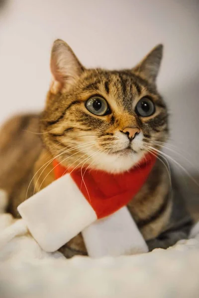 크리스마스 고양이가 크리스마스 스카프를 두르고 고품질 — 스톡 사진