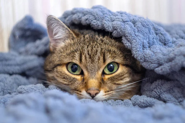 Lustige Schläfrige Schildkrötenpanzerkatze Ruht Unter Der Grauen Decke Auf Einem — Stockfoto