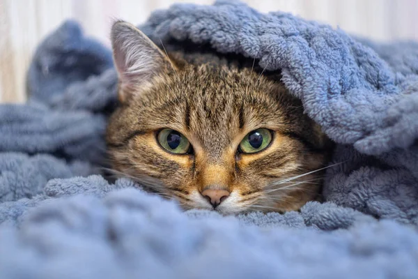 Забавна Сонна Кішка Черепашки Відпочиває Під Сірою Ковдрою Ліжку Вибірковий — стокове фото