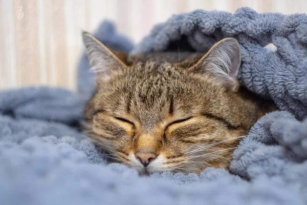 Leuke Kat Bed Onder Een Deken Fluffy Huisdier Comfortabel Geregeld — Stockfoto