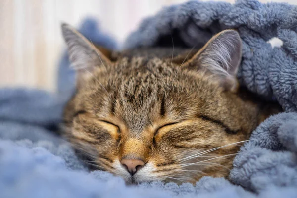 귀여운 고양이 숭이는 잠자리에 들었다 재미있는 고품질 — 스톡 사진