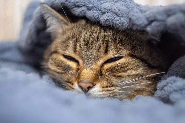 Niedliche Katze Liegt Bett Unter Einer Decke Flauschiges Haustier Hat — Stockfoto