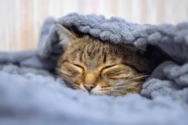 고양이는 뒤엉켜 계절에는 고양이가 버린다 고양이 고양이는 니트로 담요에 속한다 — 스톡 사진