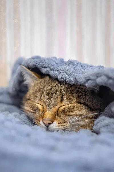 Gato Está Embrulhado Gato Congela Estação Fria Gato Num Cobertor — Fotografia de Stock