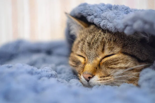 Kedi kundaklanmış. Kedi soğuk mevsimde donar. Battaniyedeki kedi. Kedi gri bir örgü battaniyenin arasındadır. Uzayı kopyala Yüksek kalite fotoğraf