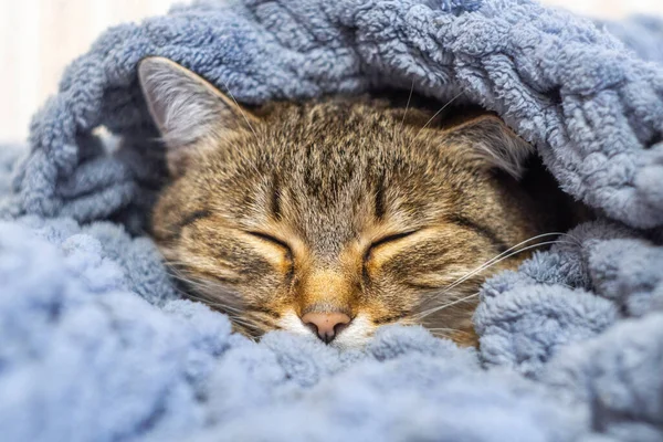 Funny cat sleeping at home. Cat covered with blanket. Close up view of cat at the blanket on sleep time. High quality photo