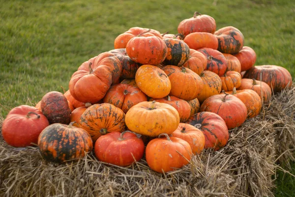 Yellow and orange pumpkins in the field. Pumpkins on the hay. Many pumpkins in a row. The concept of autumn, harvest and celebration. High quality photo