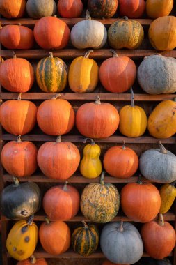 Şükran Günü sonbahar süslemeleri. Hasat pazarında çeşitli renkte balkabakları, kabaklar ve kabaklar ahşap raflarda ve saman balyaları. Yüksek kalite fotoğraf