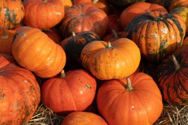 Birçok renkli balkabağının arka planı. Yüksek kalite fotoğraf