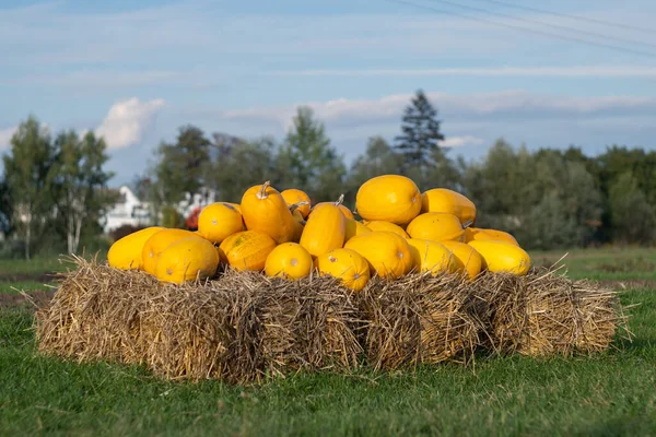 Yellow pumpkins in the field. Pumpkins on the hay. Many pumpkins in a row. The concept of autumn, harvest and celebration. High quality photo