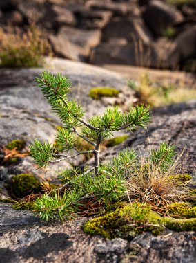 a small pine tree grows in stones among green moss in Karelia on the shore of Lake Ladoga. Macro and close up image