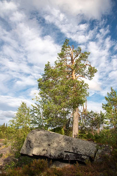 Summer Landscape Old Tall Pine Tree Growing Stone Belomorsk Karelia — Stockfoto