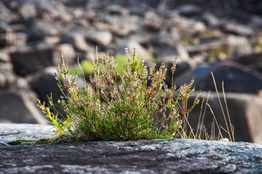a green heather bush grows in stones among green moss in Karelia on the shore of Lake Ladoga. Macro and close up image