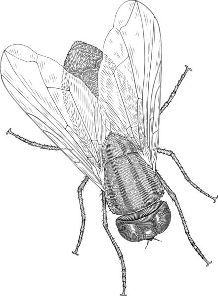 Mosca cinzenta — Vetor de Stock