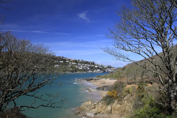 Tree over the beach on the shore at Salcombe — Stock Photo, Image