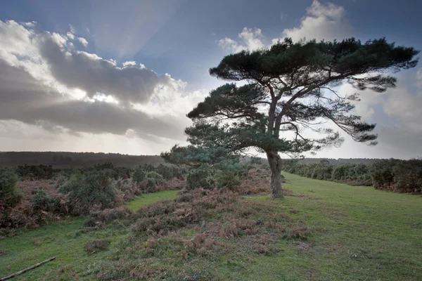 El nuevo bosque — Foto de Stock