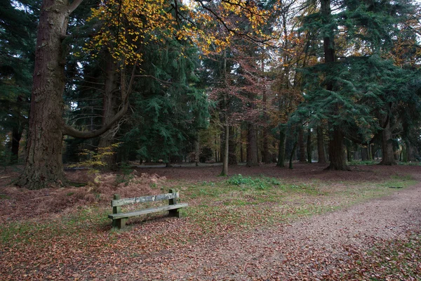 安静坐在秋天林地区 — 图库照片