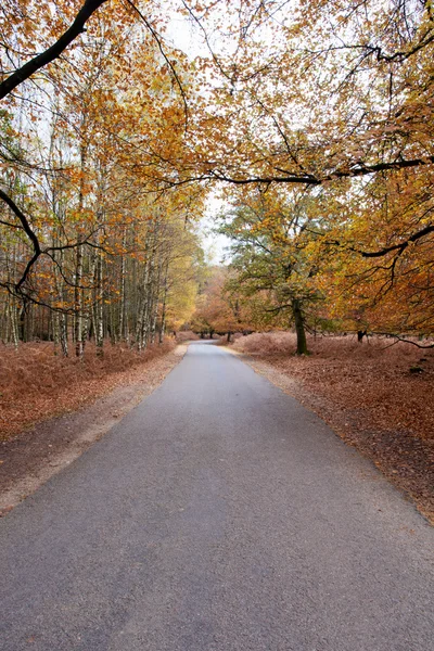 Droga przez las — Zdjęcie stockowe