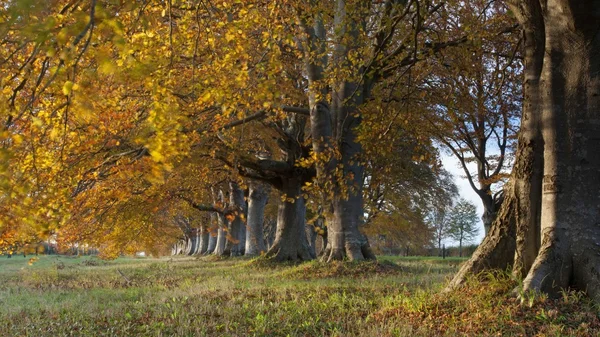 Herfstkleuren — Stockfoto