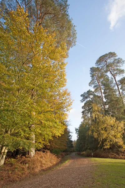 La nouvelle forêt — Photo