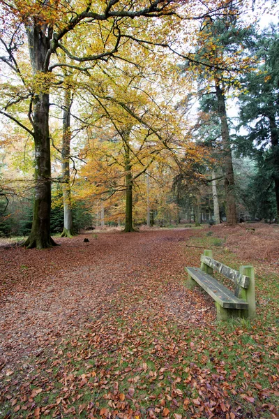 安静坐在秋天林地区 — 图库照片