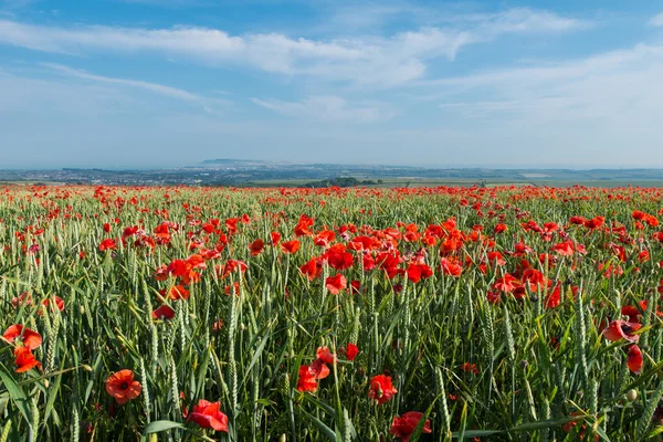 Campo de amapola Imágenes de stock libres de derechos