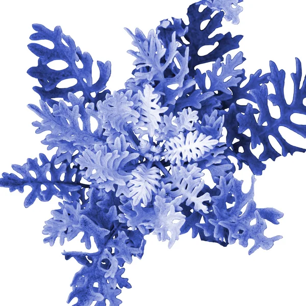 Schneeflocke - dekorative Blume. lizenzfreie Stockfotos