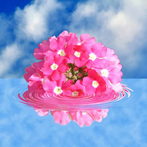 A virág víz — Stock Fotó