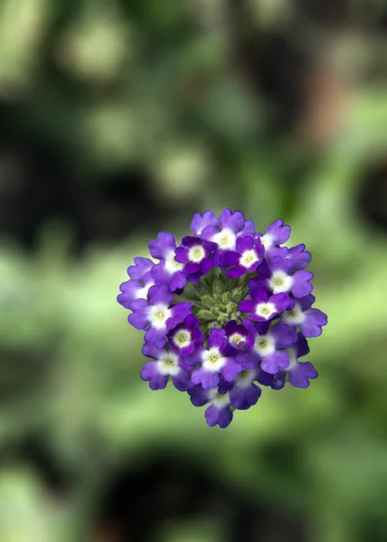 Verbena çiçekler