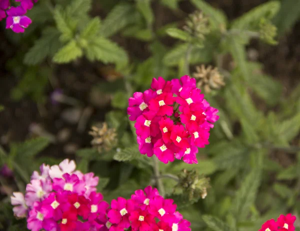 Verbena-virágok — Stock Fotó