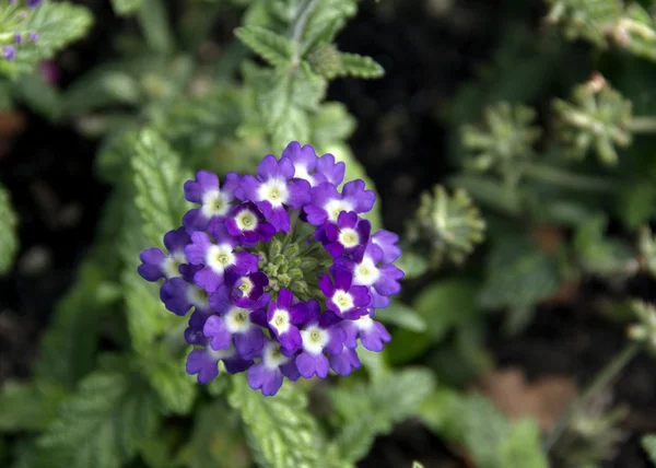 Verbena çiçekler