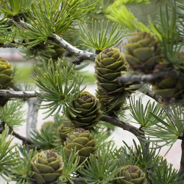 Larch cones — Stock Image Larch cones Royalty Free Stock Photos