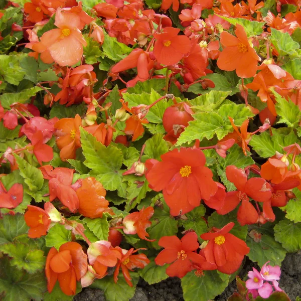 Begonia. — Foto de Stock