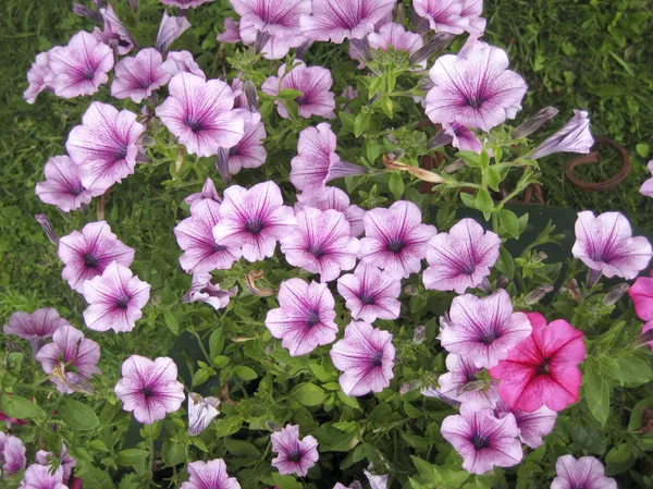 Petunia — Foto de Stock