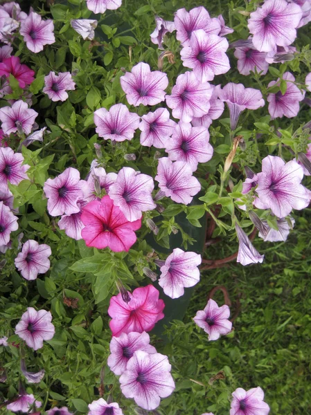 Petunia — Foto de Stock