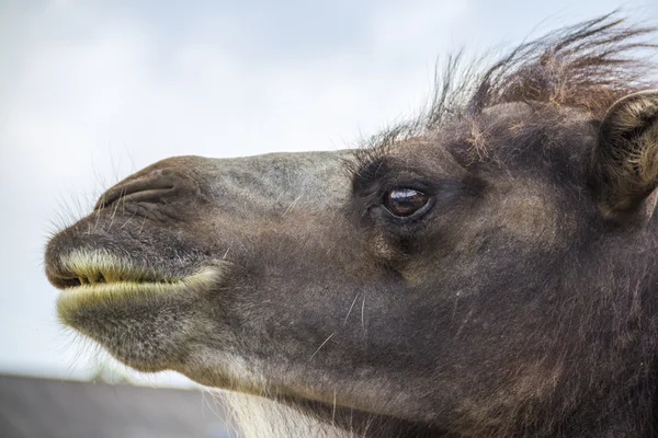 Shaggy camel — Stock Photo, Image