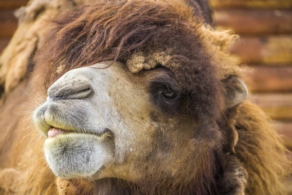 Red camel with the tongue — Stock Photo, Image