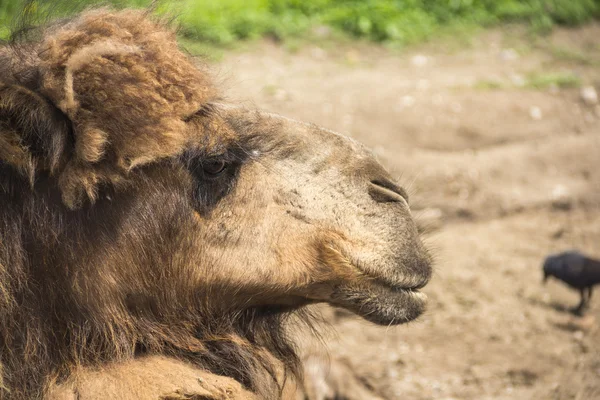 Red camel right — Stock Photo, Image