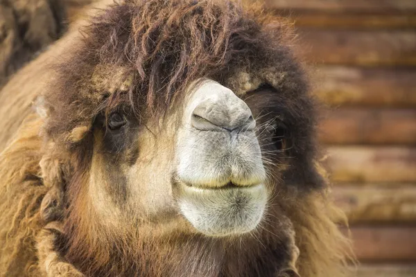 Red camel — Stock Photo, Image