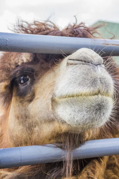 Camel of the fence. — Stock Photo, Image