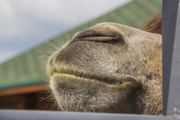 Devenin burnu yakın çekim