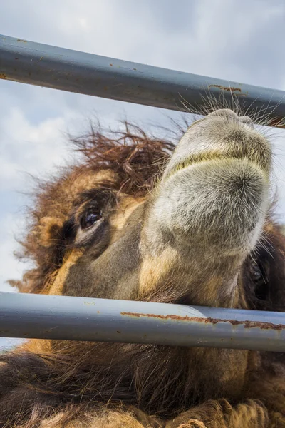 Red camel of the fence. — Stock Photo, Image