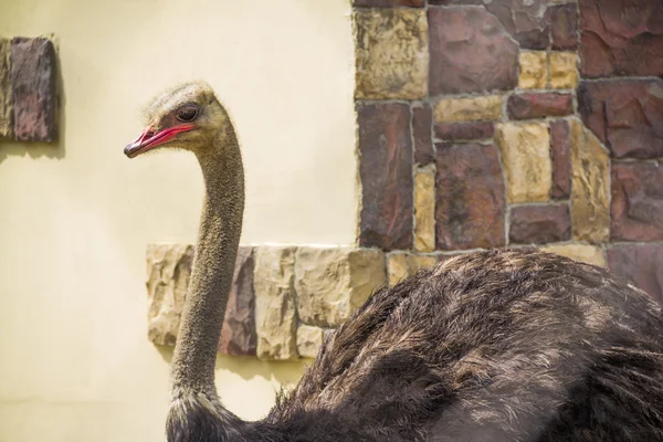 Beautifu ostrich close-up — Stock Photo, Image