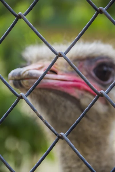Beautiful funny ostrich close-up — Stock Photo, Image