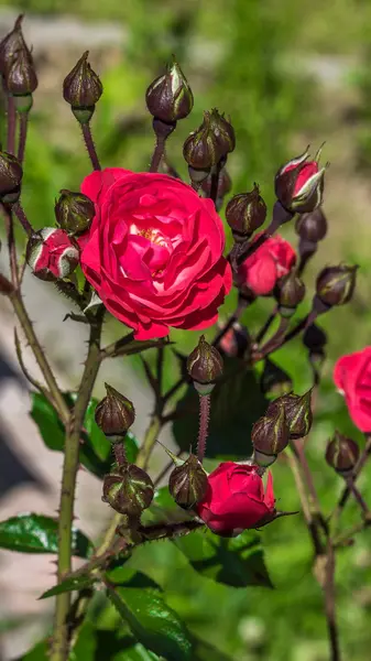 Flowers roses in the garden. — Stock Photo, Image