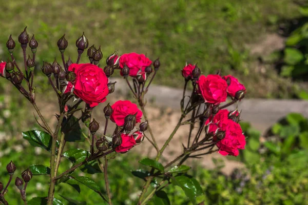 庭の花バラ. — ストック写真