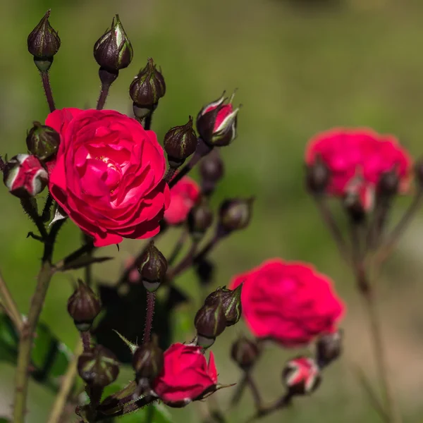 Flores rosas no jardim . — Fotografia de Stock